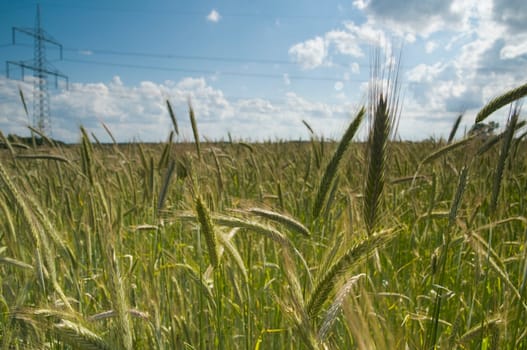 Flat angle view of a rye field with cloudy sky and power pole in the background