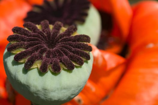 Close-up of ripe poppies in the wild