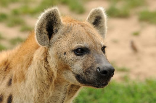 Spotted hyena at Leipzig Zoo