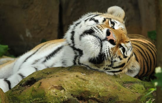 Siberian tiger resting