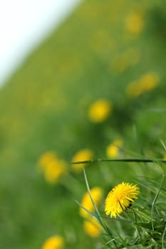 dandelion meadow texture