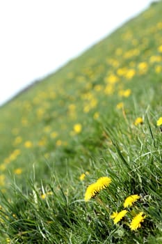 dandelion meadow texture