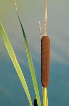 Cattail