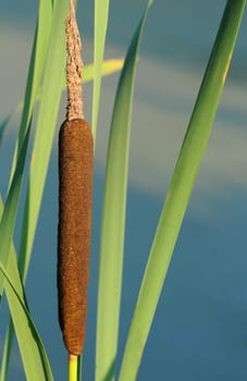 Cattail
