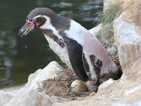 Penguin father with just hatching chick