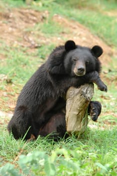 asiatic black bear