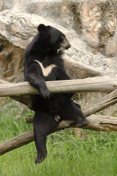 asiatic black bear