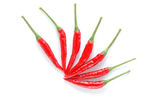 fresh chili isolated