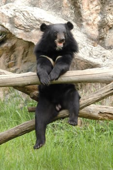 asiatic black bear