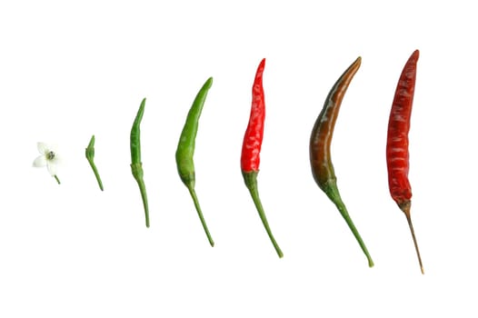 fresh chili isolated