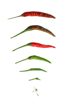 fresh chili isolated