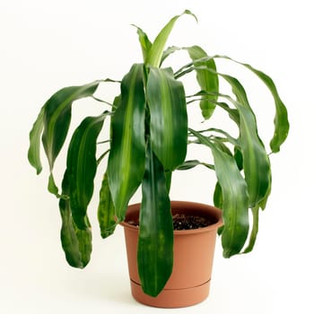 Dracaena fragrans or cornstalk Dracaena house plant in a brown plastic pot in front of a white background.
