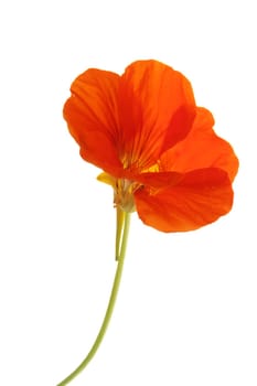 Flower of nasturtium (Tropaeolum majus),isolated against a white background