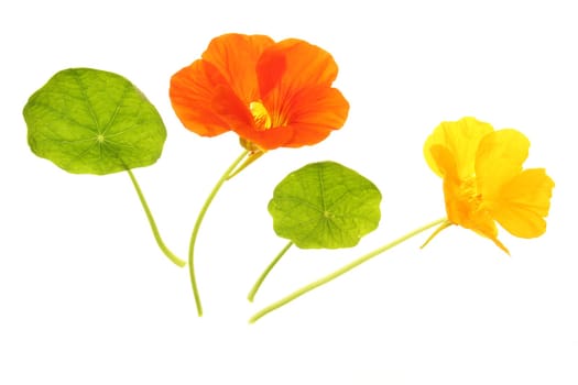 Nasturtium (Tropaeolum majus),flowers and leaves isolated against white background