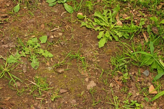 Weeds on a garden path