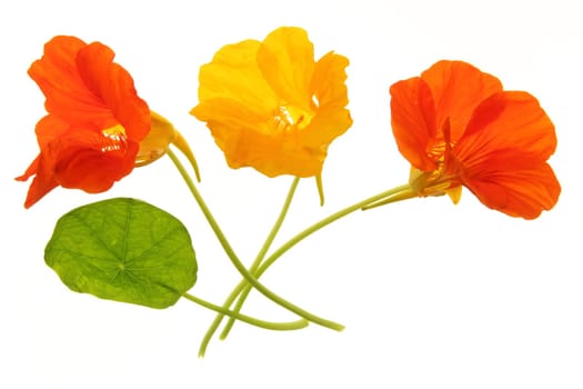 Nasturtium (Tropaeolum majus),flowers and leaves isolated against white background