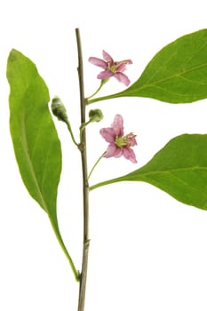 Branch with flowers and leaves of goji berry,common buckthorn (Lycium barbarum),isolated against white background