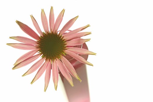 Purple coneflower flower (Echinacea purpurea),isolated against white background