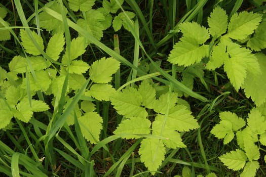 Goutweed (Aegopodium podagraria) grows as a "weed"" in the garden,Germany"