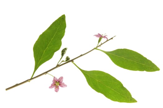 Branch with flowers and leaves of goji berry,common buckthorn (Lycium barbarum),isolated against white background