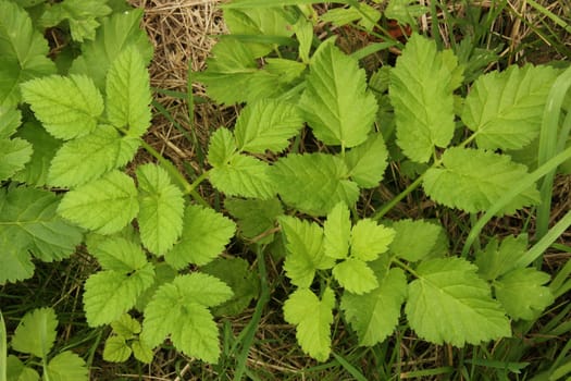 Goutweed (Aegopodium podagraria) grows as a "weed"" in the garden,Germany"