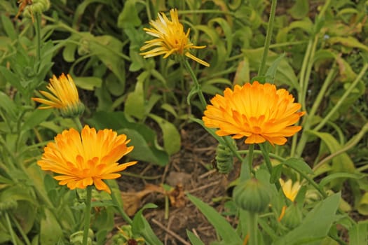 Marigolds (Calendula officinalis) in the garden bed