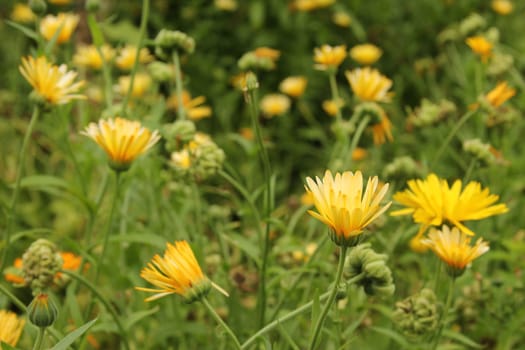 Marigolds (Calendula officinalis) in the garden bed