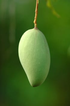 green mangoes hanging on a tree