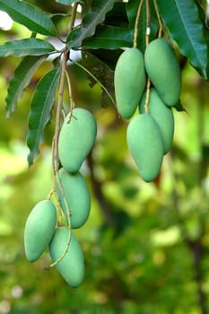 green mangoes hanging on a tree