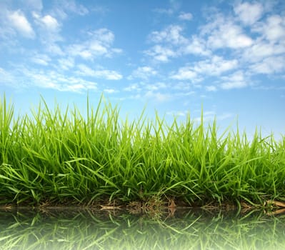 fresh spring grass with blue sky