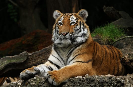 Siberian tiger