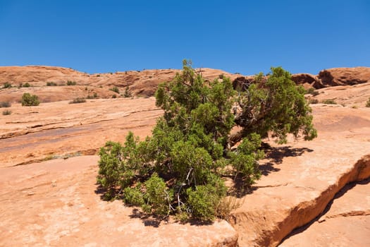 Arches national park in Utah  - USA