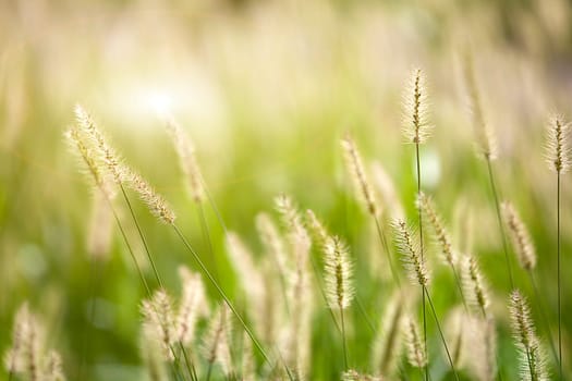 Fresh green grass nice background (Napiergrass Taishigrass)