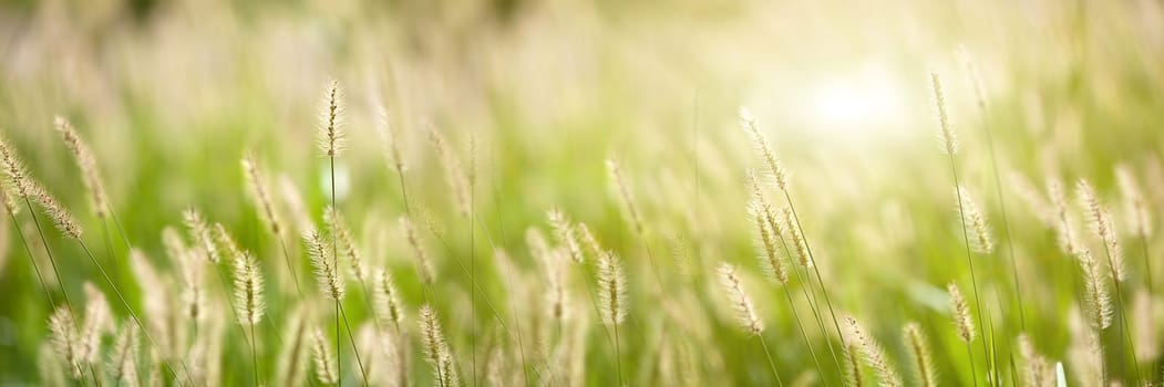 Fresh green grass nice background (Napiergrass Taishigrass)