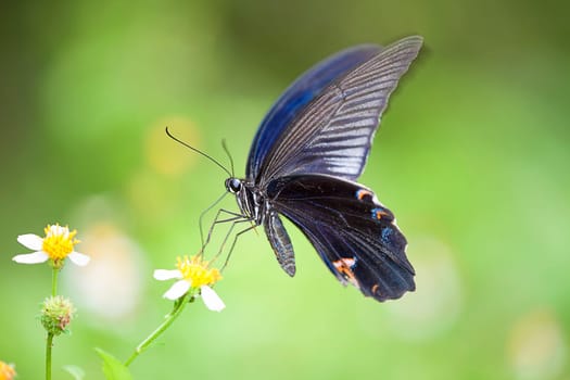 colorful butterfly for adv or others purpose use