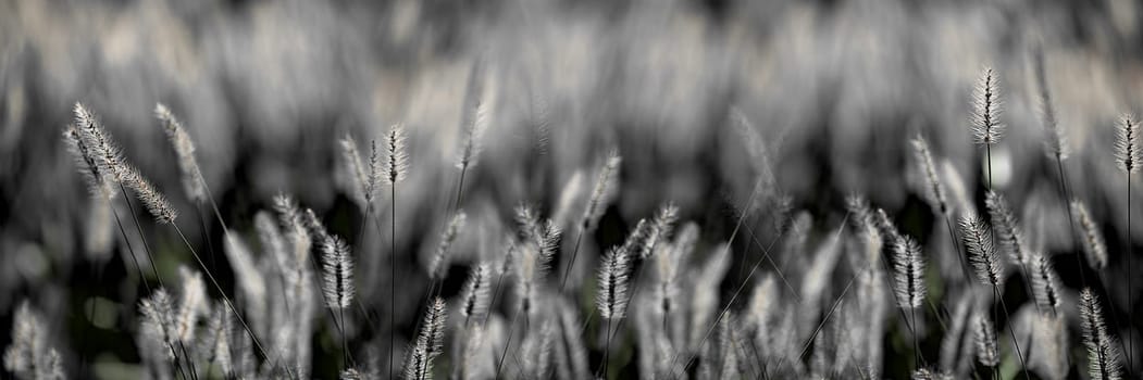 Fresh green grass nice background (Napiergrass Taishigrass)
