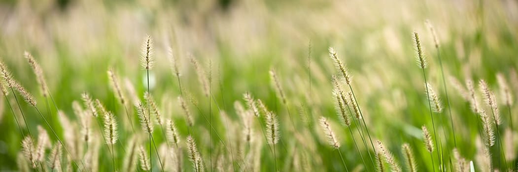 Fresh green grass nice background (Napiergrass Taishigrass)