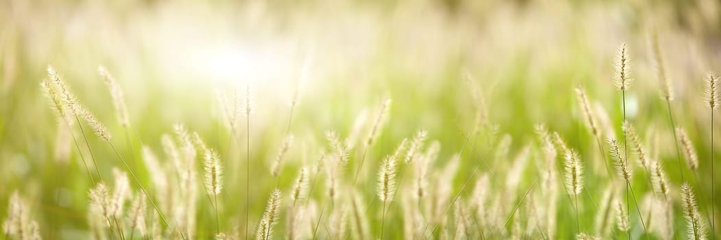 Fresh green grass nice background (Napiergrass Taishigrass)