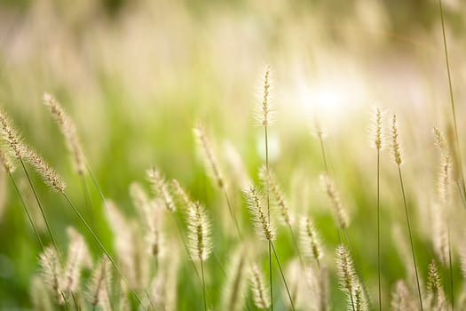 Fresh green grass nice background (Napiergrass Taishigrass)