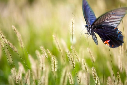 butterfly on flowers for adv or other purpose use