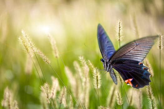 butterfly on flowers for adv or other purpose use