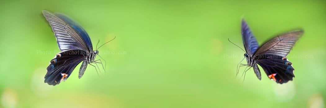 butterfly on flowers for adv or other purpose use