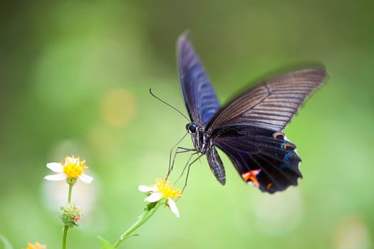 butterfly on flowers for adv or other purpose use