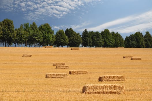 Wheatfield