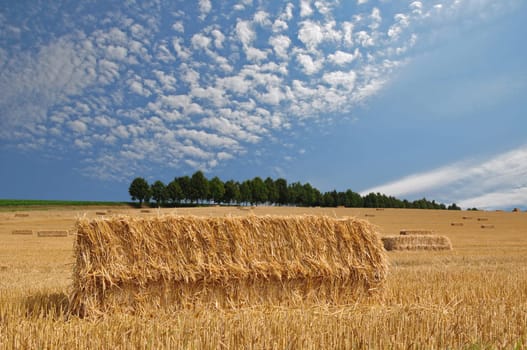 Wheatfield