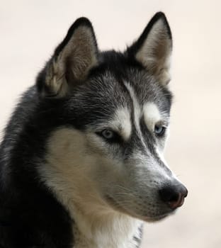 Husky Portrait