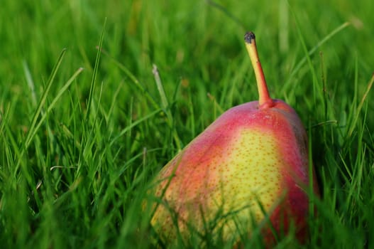 Pear in the grass