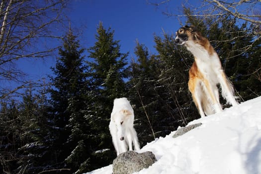 borzoi dogs, russian sight-hounds, famous for woolf hunting and modern dog racing
