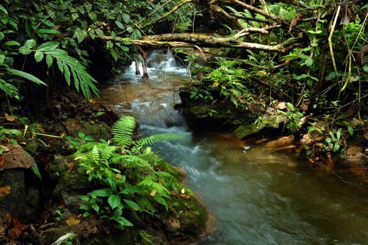 tropical stream