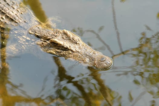 crocodile in the water